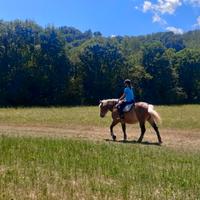 Mezza fida cavallo