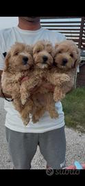 Maltipoo 
