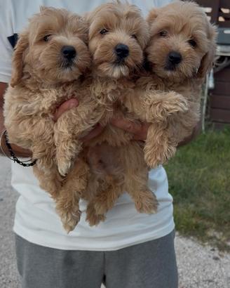 Maltipoo 