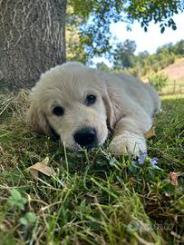 Cuccioli Golden Retriever