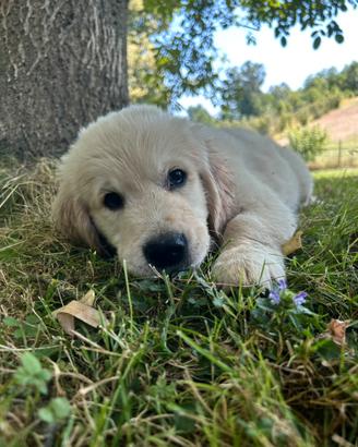 Cuccioli Golden Retriever