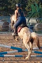 Appaloosa di 13 anni super bravo