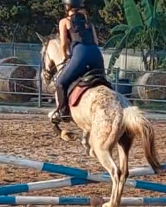 Cavallo per bambini ( super bravo)