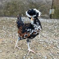 Ova Galline Padovane