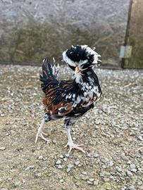 Ova Galline Padovane