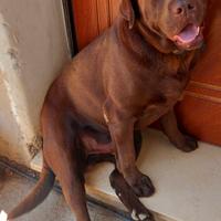 Labrador cioccolato disponibile per monta