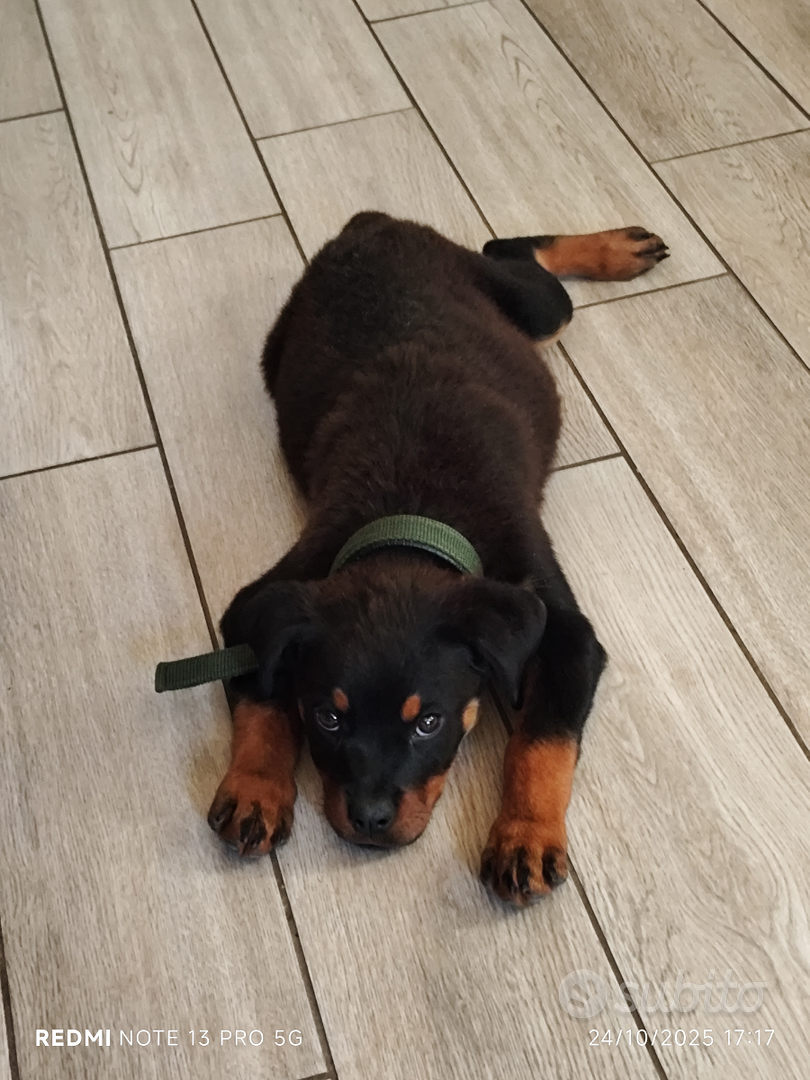 Rottweiler - Animali In vendita a Taranto