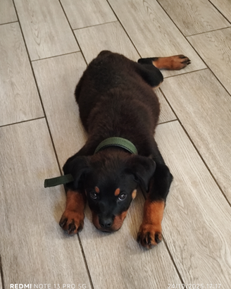 Rottweiler