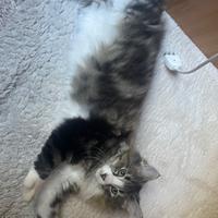 Gatto Norvegese maschio