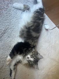 Gatto Norvegese maschio
