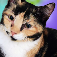 Gattina tricolore di circa 5 mesi gia sterilizzata