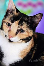 Gattina tricolore di circa 5 mesi gia sterilizzata
