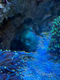 Animali coralli di barriera per acquario marino