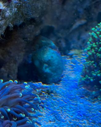 Animali coralli di barriera per acquario marino