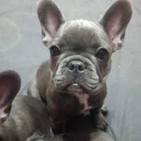 Cuccioli Bulldog Francesi