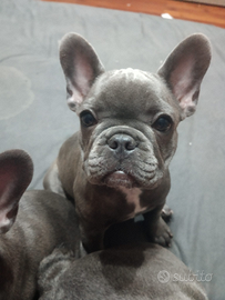 Cuccioli Bulldog Francesi