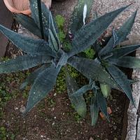 piante agave 