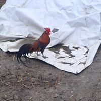 Galline phoenix