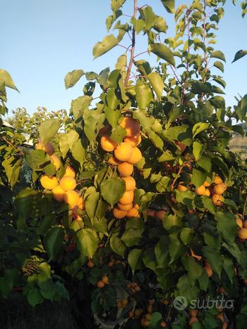 Azienda agricola