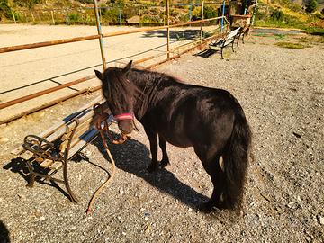 Pony maschio nero