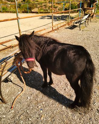 Pony maschio nero