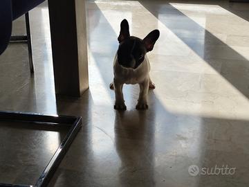 Bulldog francese