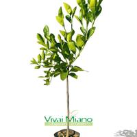 Pianta di Arancio Vaniglia o Arancia Dolce 🍊