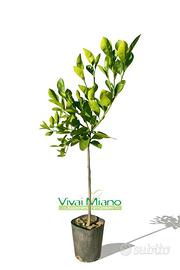 Pianta di Arancio Vaniglia o Arancia Dolce 🍊