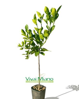 Pianta di Arancio Vaniglia o Arancia Dolce 🍊