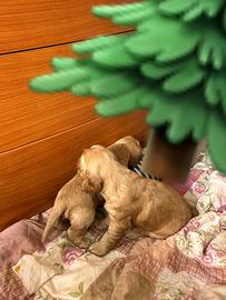 Maschietti di Cocker spaniel inglese fulvi