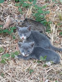Due Gatti Grigio/Bianchi simili certosino