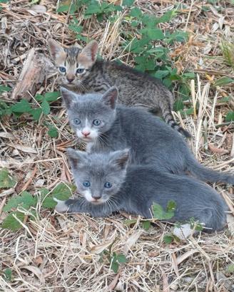 Due Gatti Grigio/Bianchi simili certosino