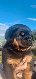 Rottweiler cuccioli