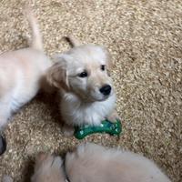 Top top golden retriver pedigree enci