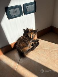 Cucciola di Maine coon con pedigree