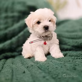 Cuccioli di maltese