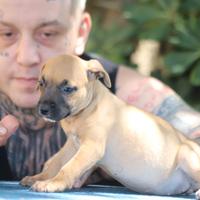American pitbull terrier