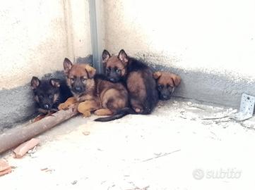 Cuccioli di Pastore Tedesco