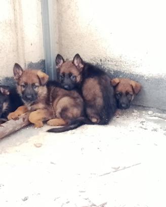 Cuccioli di Pastore Tedesco