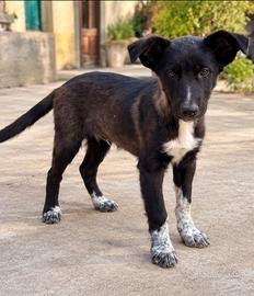 Cucciolo maschio Border Collie × Pastore Belga