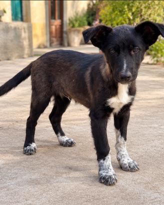 Cucciolo maschio Border Collie × Pastore Belga