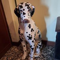 cane gesso dalmata