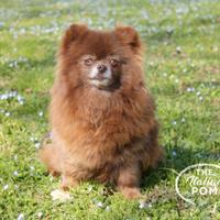 Spitz tedesco nano femmina 5 anni