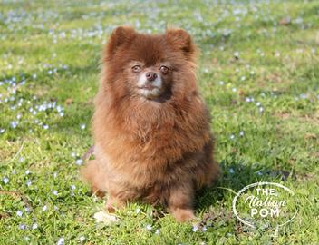 Spitz tedesco nano femmina 5 anni