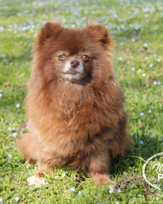 Spitz tedesco nano femmina 5 anni