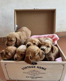 Cocker Spaniel cuccioli