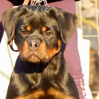 Rottweiler cuccioli