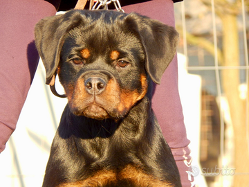 Rottweiler cuccioli