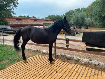 Puledro Murgese