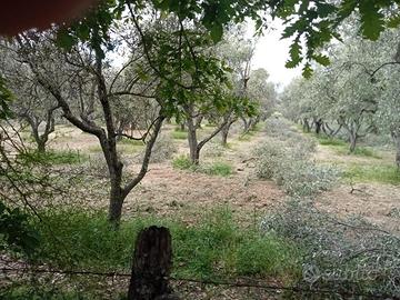 Oliveto